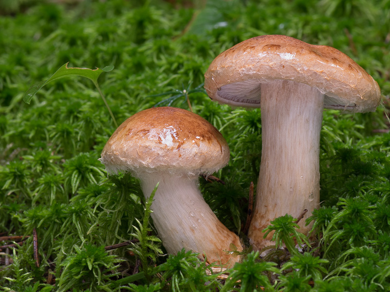 Cortinarius pseudonaevosus